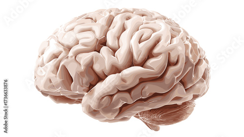 Illustration of a human brain showcasing its complex structure, a representation of intelligence, thought, and anatomical design.