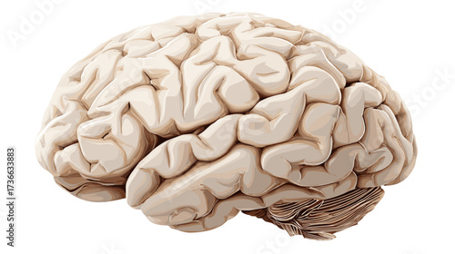 Brain anatomy showcases intricate folds, representing complex cognitive processes and neurological functions vital for human intelligence.