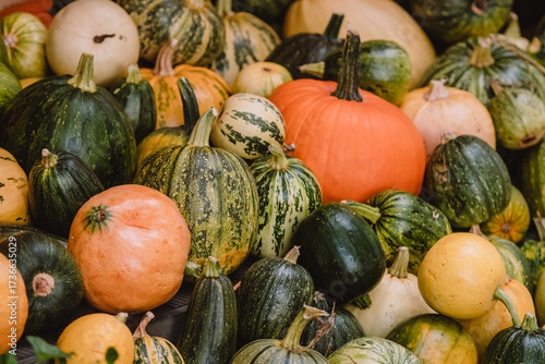 A colorful assortment of pumpkins and gourds in various shapes, sizes, and colors. The image captures the essence of autumn harvest with a rich variety of textures and natural tones