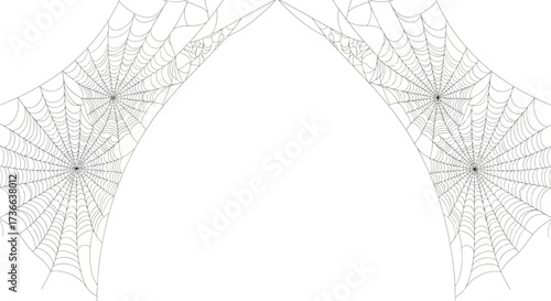 Intricate and symmetrical spiderwebs create an elegant archway against a clean white background showcasing natural engineering and delicate artistry