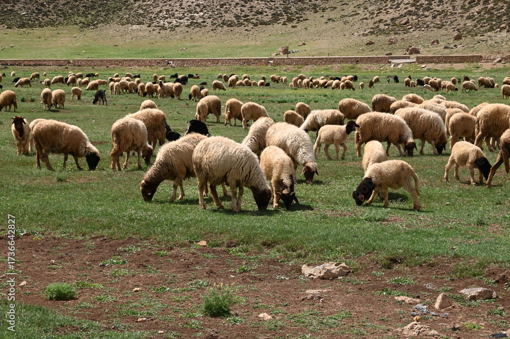 Fototapeta premium Maroc: entre Ifrane et Midelt