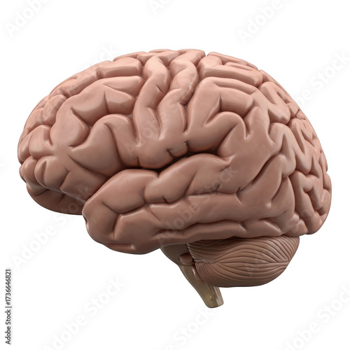 Human brain model isolated on transparent background