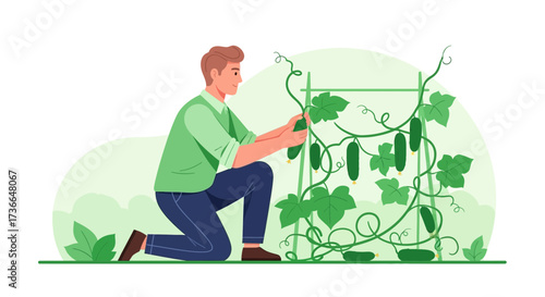 Cultivating Cucumbers Harvest Illustration: A Garden Scene Depicting Fruit Production
