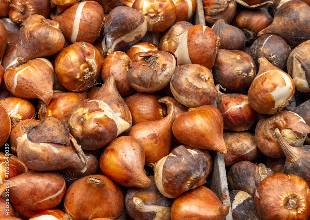 Obraz premium Tulip bulbs corms in wooden box on flower's market in Amsterdam. Tulip Bulbs for Sale Amsterdam Market. Full coverage image of tulip bulbs. Concept image.