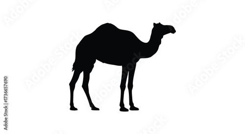 Silhouette of a majestic camel standing elegantly on a plain isolated