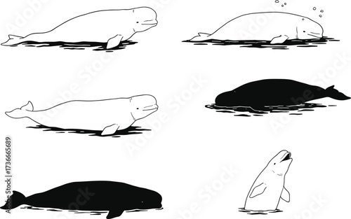 Beluga whale illustration set, marine animal vector, Arctic wildlife design, swimming poses, unique ocean clipart graphic