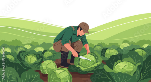 Farmer Harvesting Cabbage in Field Vector Illustration of Agriculture and Farming