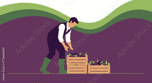 Farmer Harvesting Eggplants With Wooden Crates, A Scene Showing Agricultural Labor Work