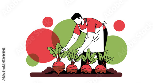 Farmer Harvesting Fresh Beetroot Vegetables In Garden With Red Circular Background.