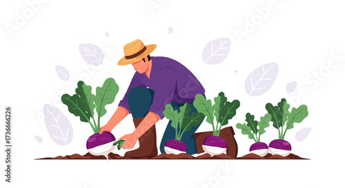 Farmer Harvesting Fresh Turnips From His Garden, Illustrated Vector Graphic Design