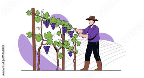 Grape Harvest: A Vine Worker Precisely Pruning Lush Grapes In The Vineyard
