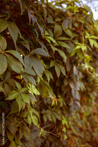 A green hedge of wild grape leaves. Dense hedge. Natural texture. Plant background. Beautiful natural wallpaper. Garden decoration. A wall overgrown with ivy. The photo is of high quality.