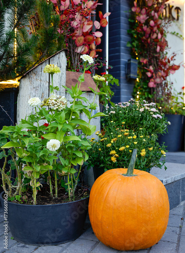 Autumn street composition, large orange pumpkin, flowers in pots. Porch of the house decorated with autumn flowers in pots, beautiful big pumpkin, autumn card, space for a copy