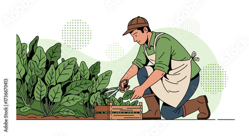 Gardener Harvesting Herbs from a Fresh Garden, Vegetable Gardening, Healthy Eating
