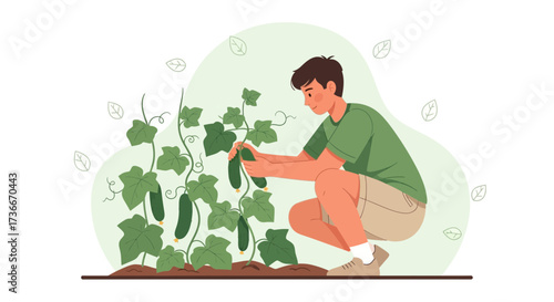 Gardener Harvests Fresh Cucumbers from a Thriving Vegetable Patch Scene