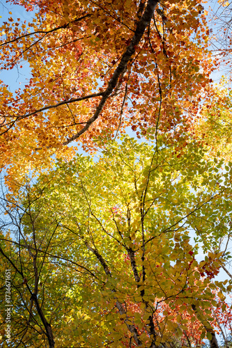 Dramatic Fall Foliage in New England Mountains