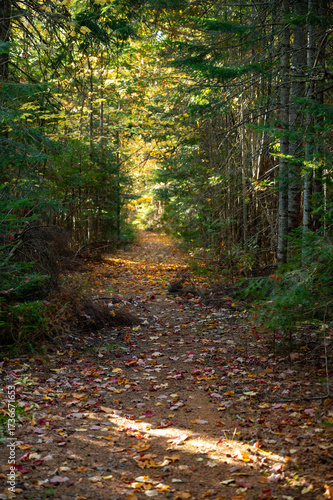 Dirt Gravel Path through Fall Foliage
