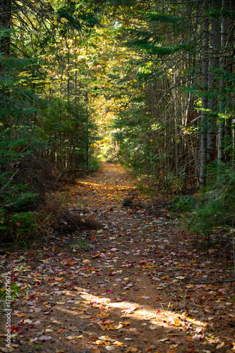 Dirt Gravel Path through Fall Foliage