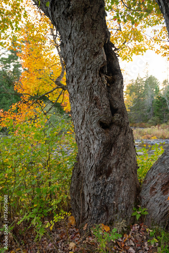 Dramatic Fall Foliage in New England Mountains