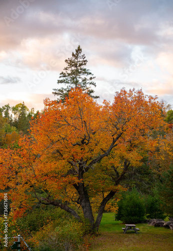 Dramatic Fall Foliage in New England Mountains
