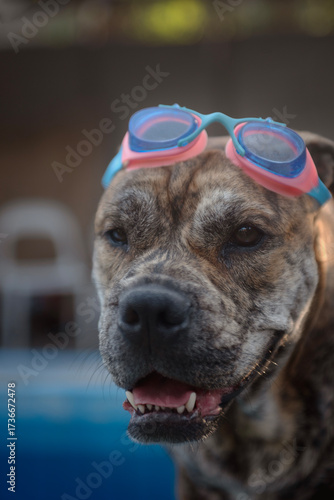 Close-up portrait of Ca de Bou in swimming goggles, selective focus