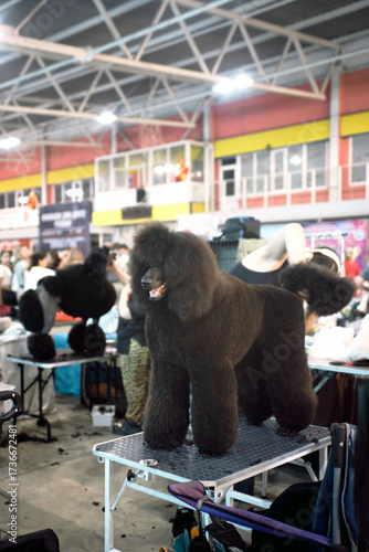 At a dog show, a large poodle is being prepared for a performance with a modern haircut