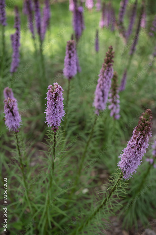 Obraz premium prairie blazing star - blooming plant in garden