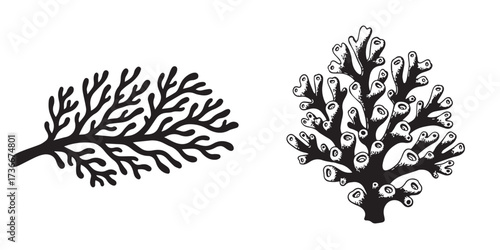 Stylized Black and White Marine Plant and Coral Illustrations