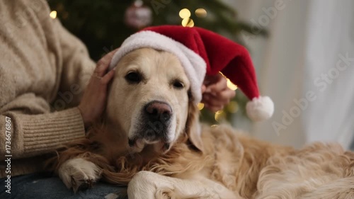 Girl Putting A Santa Hat On A Golden Retriever Dog At Christmas Holidays