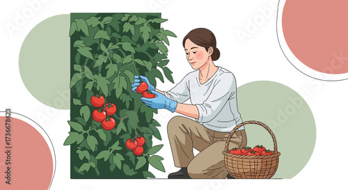 Harvesting Fresh Tomatoes: A Woman Gathers Ripe Produce From Her Tomato Plants