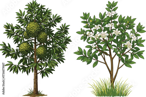 Durian tree foliage, citrus tree flowers, tropical fruit trees, botanical comparison, agricultural study, green leaves, spiky fruit, white blossoms, orchard scene