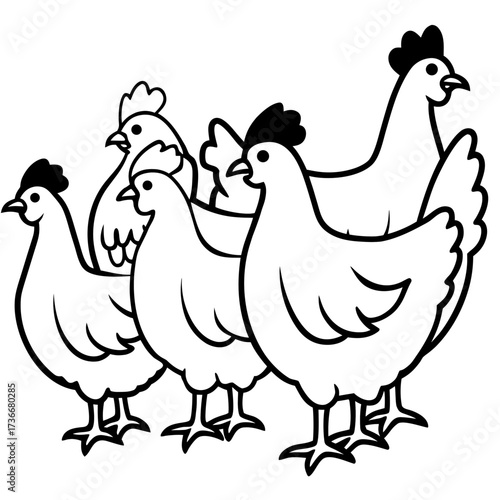 Five Chickens Standing Together poultry bird