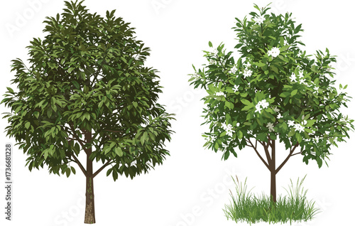 Green tree, flowering tree, foliage contrast, white blossoms, nature illustration, tropical plants, garden scene, tree comparison, outdoor landscape, plant diversity