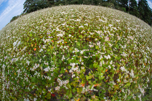 Blooming buckwheat field with fisheye lens effect