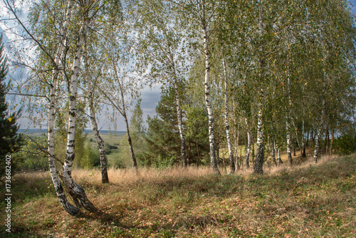 Birch trees on a hillside