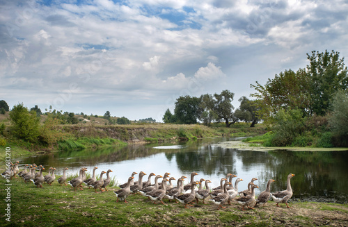 Flock of geese near river