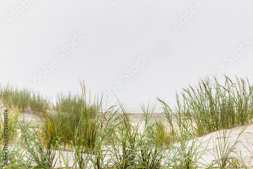 Fototapeta Naklejka Na Ścianę i Meble -  Misty Dune Grasses on a Foggy Shore