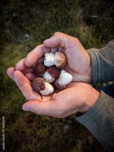 Hands Holding Wild Pine Boletes