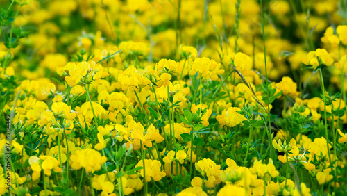 Many Birds foot trefoil plants, Lotus corniculatus, with yellow flower blossoms and green stems and leaves. A perennial herbaceous plant.