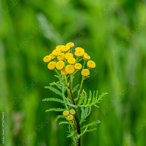 A lovely Tansy, Tanacetum vulgare, plant with distinct yellow blossoms and green leaves, also known as bitter buttons, cow bitter or golden buttons.