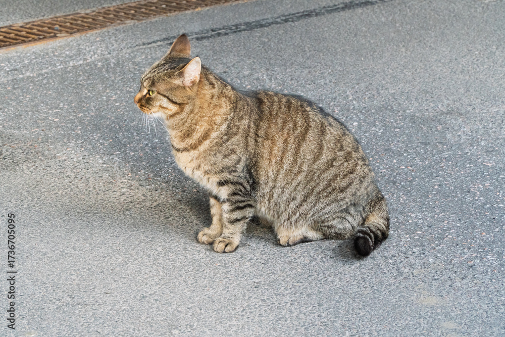 Obraz premium A fluffy long-haired tabby cat walking along a sun-drenched asphalt road, with a raised paw and focused eyes. An outdoor pet portrait with rich details, soft shadows, and plenty of copy space.