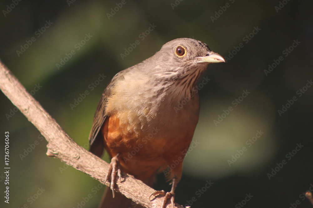 Fototapeta premium Rufous-bellied Thrush