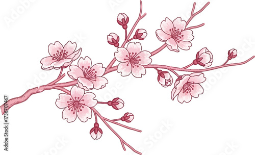 A delicate pink cherry blossom branch with buds and flowers on a white background illustration