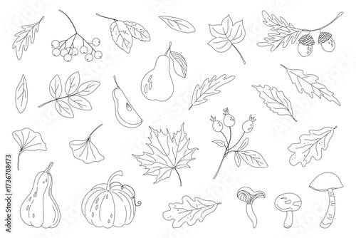 Natural sketches of fall leaves, fruits, vegetables in simple line art style. Autumn harvest elements. Outline doodles, anti stress. Hand drawn black and white vector illustrations.
