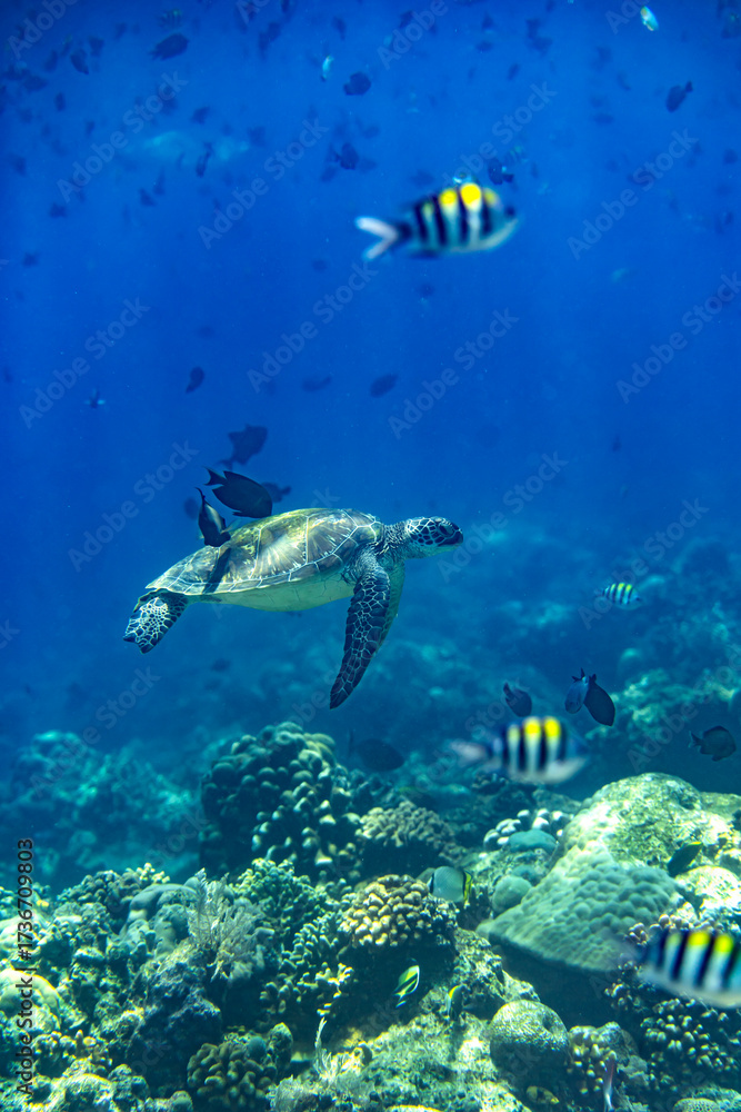 Obraz premium A Green sea turtle having its shell cleaned at a reef cleaning station in Bunaken Marine National Park, North Sulawesi, Indonesia