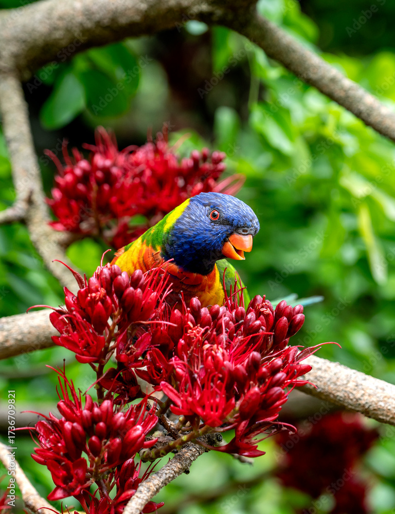 Obraz premium A colorful Rainbow lorikeet on a branch in Melbourne, Austalia