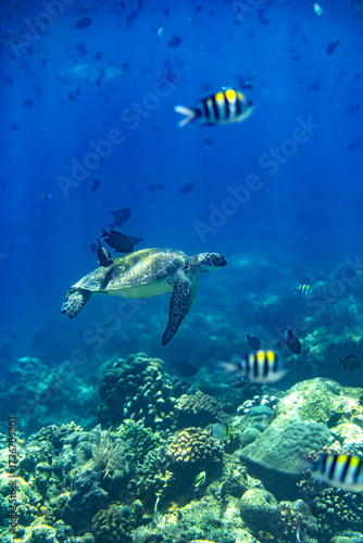 A Green sea turtle having its shell cleaned at a reef cleaning station in Bunaken Marine National Park, North Sulawesi, Indonesia