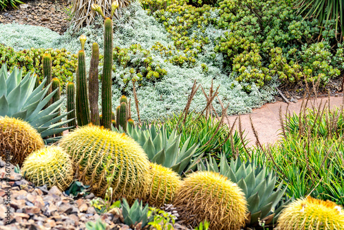 A walk path going through a landscape full of cactus in the royal botanical gardens in Melbourne, Austalia