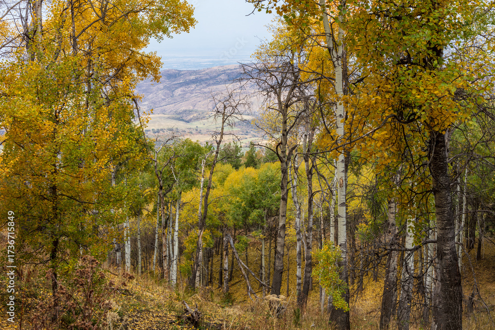 Fototapeta premium autumn forest in the autumn