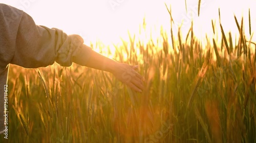 Girl Enjoying Grain Stalks On A Field At Sunset